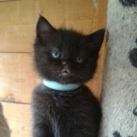 Scally ️ 🐱 🏳️‍🌈