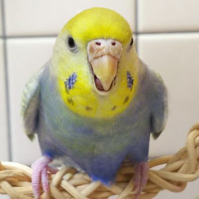 ももぺん 消費税廃止 改憲反対 戦争反対