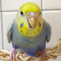 ももぺん 消費税廃止 改憲反対 戦争反対