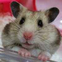 ❁ろぉーず❁🍊ﾊﾑｽﾀｰとｺﾞｼﾞﾗを愛するﾗｲﾀﾞｰ(仮面ではない方)