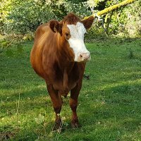 Per Gustafsson 🦂 🇸🇪 📈 💻 🏀