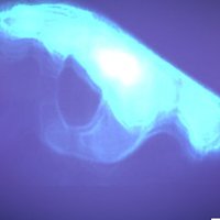 VideoWhisper.com 👁‍🗨💻