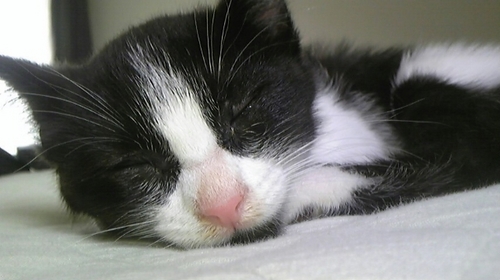 ミチナリ＠騎空士