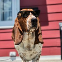 Elmer the Basset