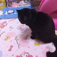 🐱こじめろ猫ミクロあいちびとらしまクロだいひめこしんとら🐾
