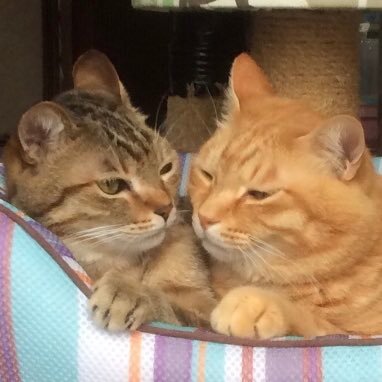 ひとみん(きら)