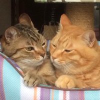 ひとみん(きら)