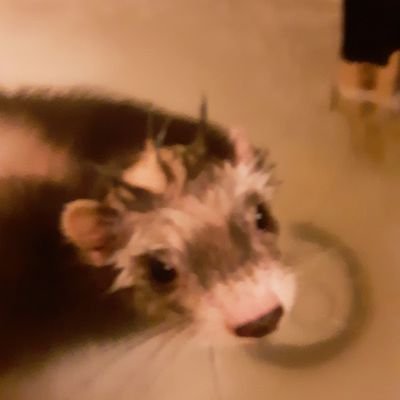 Raven42, Emperor of the Reptilians