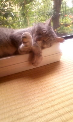 ポ ン ゴ ロ ー ＠両手を水平に伸ばしてぐるり