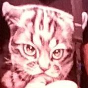 politically homeless cat