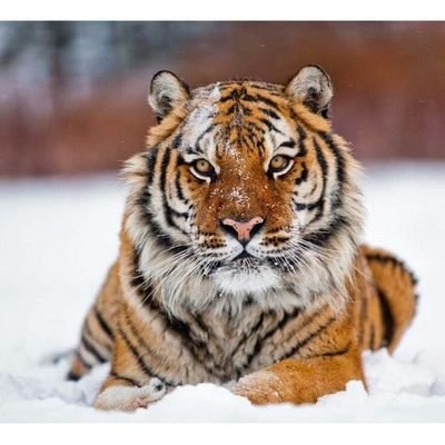 🇹🇷͜͜͡͡✯Bay Kaplan🇹🇷͜͜͡͡✯