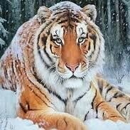 🇹🇷͜͜͡͡✯Tweett Hesabı🇹🇷͜͜͡͡✯