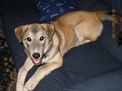 A. Vlavianos 🇬🇷🇺🇸🇮🇹