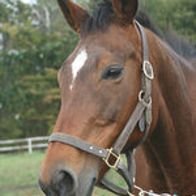 メジロライアン