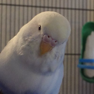 Angel Bale Mudgie #RIPPuk