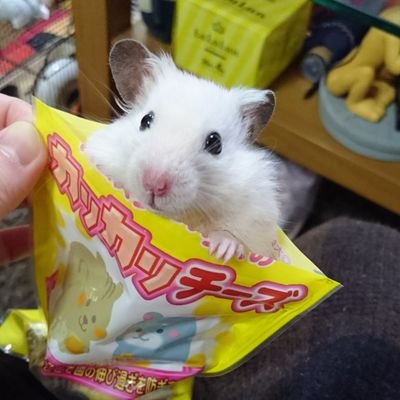 🐹あぃる🐭🐭