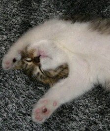 音猫(おとねこ)🐈‍⬛