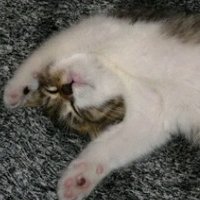 音猫(おとねこ)🐈‍⬛