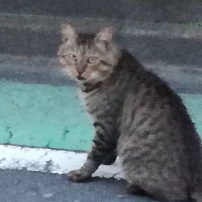 さがみのひこじい