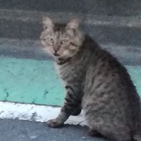 さがみのひこじい