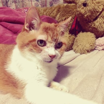 広翼@猫クリエイター