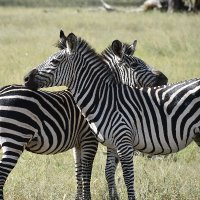 ザンビア観光プロモーション　Team Livingstone