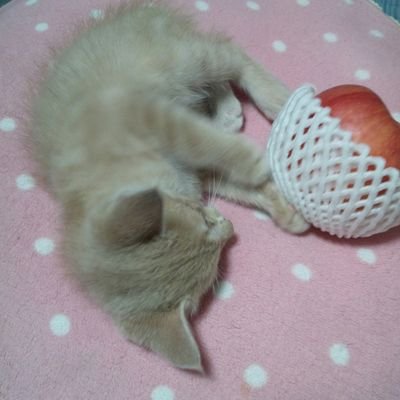 モッタン　ちゃん🎵