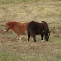 やさしいどら焼き