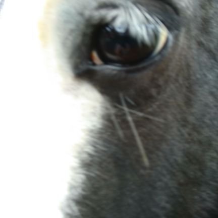 Delight🏇🐴🇲🇫