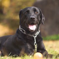 片麻痺夢太ちゃんねる