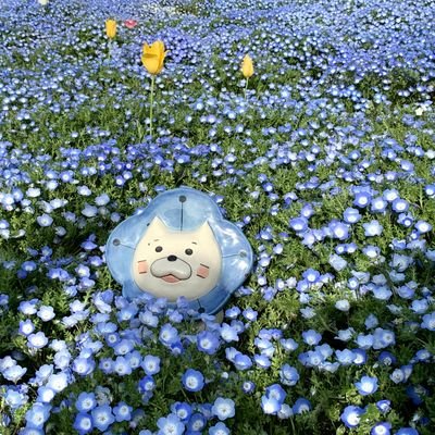 chiyomin 🌹大阪5区