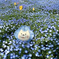 chiyomin 🌹大阪5区