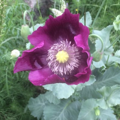 🕷 Madame Reynard #FBPE