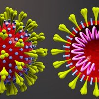 coronavirus.dev