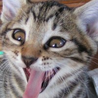 すみたちいちろう