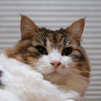 新保信長／南信長