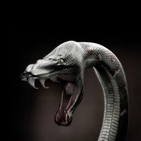 Cryptic_Vyper (Bryttany Messina)