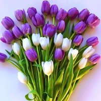 Sachha Voter 💯 follow back