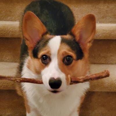 Pebbles DaCorgi & Teddy