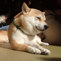 しょこたん@趣味垢