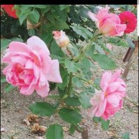 すみちゃん🌴🤍