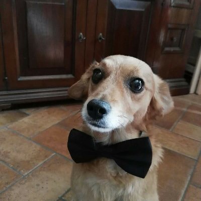 Anita Festa 🖤💙