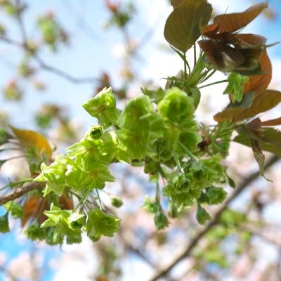 アンテラ神将 Osakastreet みんなの写真展に出展