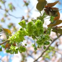 アンテラ神将 Osakastreet みんなの写真展に出展