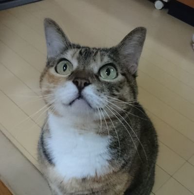 キジトラペコリ－ナ