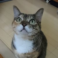 キジトラペコリ－ナ