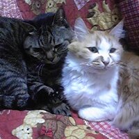 ボブヤス・ハマー