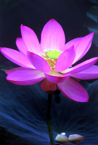 埼玉のマッサン