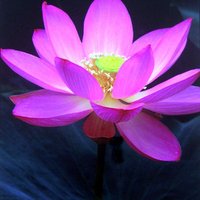 埼玉のマッサン