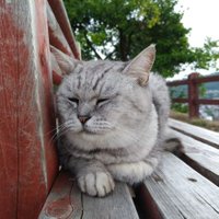 あぶってかもかも？＠とりあえずサブ垢